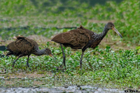 CARAO (Aramus guarauna)